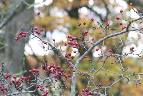Hawthorn berries on a branch