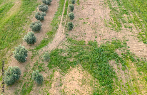 Aerial drone view of a dirt path winding through a green olive grove and dry grass field in the rural landscape of Turkey showing the path of agriculture
