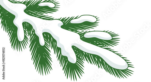 Pine branch covered with melting snow isolated on