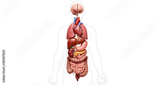 Clean Photorealistic Human Anatomy Layout with Real Organs