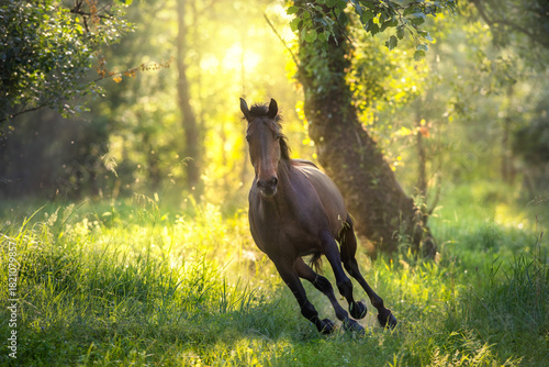 Horse in motion on sunrise  forest