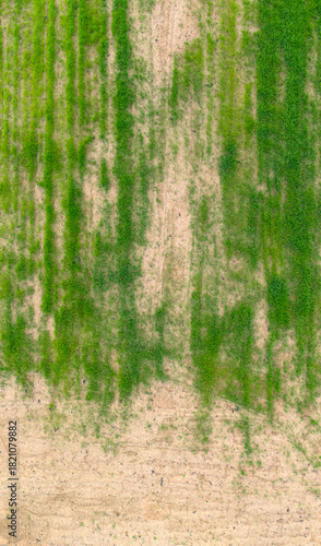 Vertical aerial texture of a field with vertical green grass strips on dry soil creating a grunge natural background pattern for design purposes