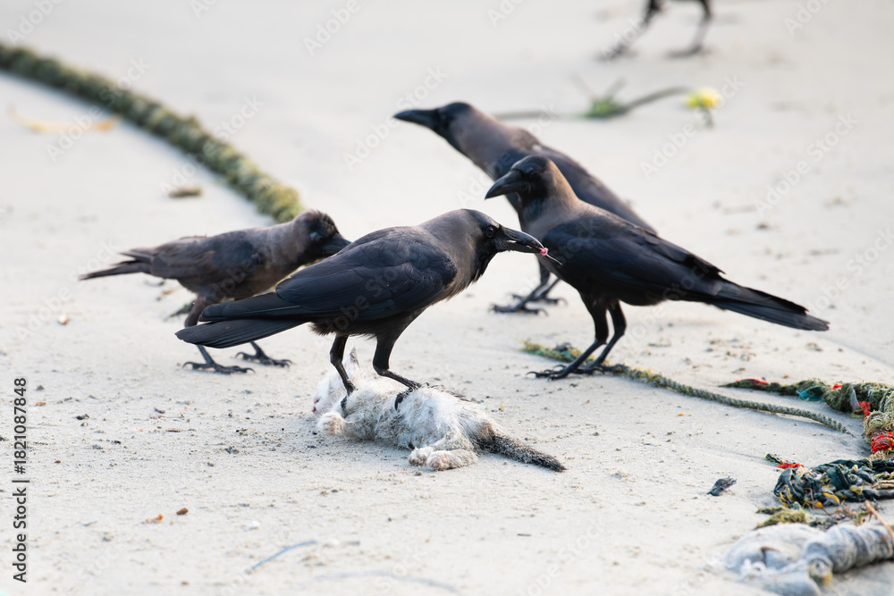 Naklejka premium Black raven or crow bird is eating a dead cat on the beach, carcass feeding, animal behavior