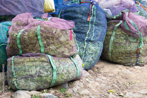 Tea leaf harvest on plantation in Munnar, South India, sacks filled with leaves standing next to field, plants and agriculture in Kerala