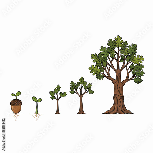 The Incredible Journey of an Oak Tree From Acorn to Mighty Giant Illustrating Growth and Life Cycle
