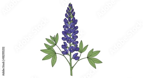 Vibrant purple lupine flower botanical illustration.