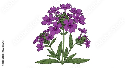 Vibrant purple flowers plant botanical illustration on white background.