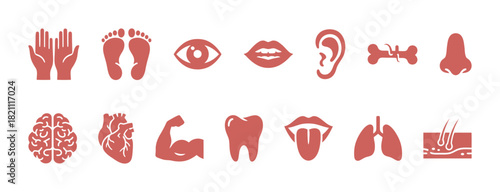 Set of human body parts and organ anatomy vector icons in terracotta red color, including hands, feet, eye, brain, heart, lungs, nose, ear, teeth, and skin layer symbols.