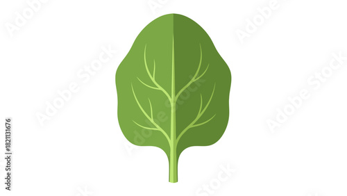 A single green spinach leaf with a stem