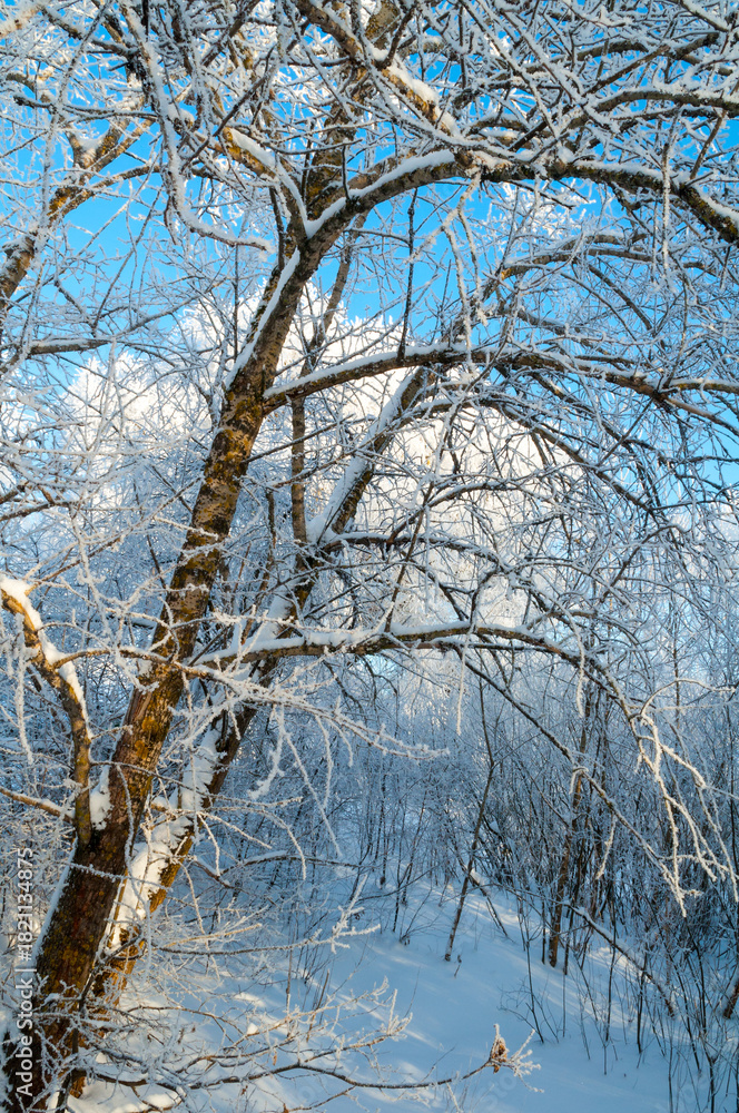 Fototapeta premium Winter forest landscape of frosty winter tree in cold sunny weather