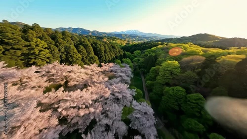 Sakura trees with forest mountain view.