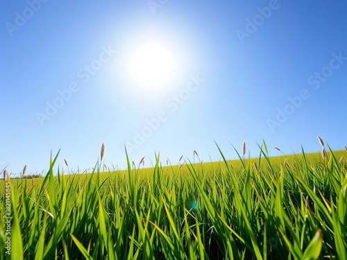 Fototapeta Naklejka Na Ścianę i Meble -  Lush green meadow under a clear blue sky with gentle sunlight filtering through,  outdoor,  park