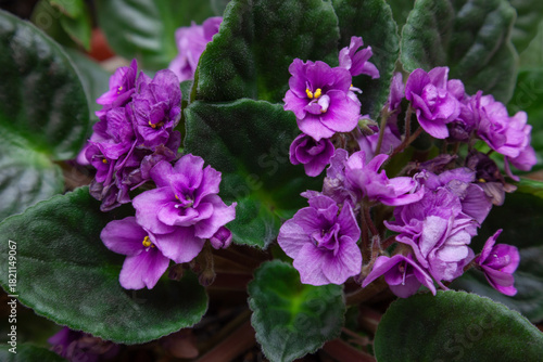 Flowers of domestic violets