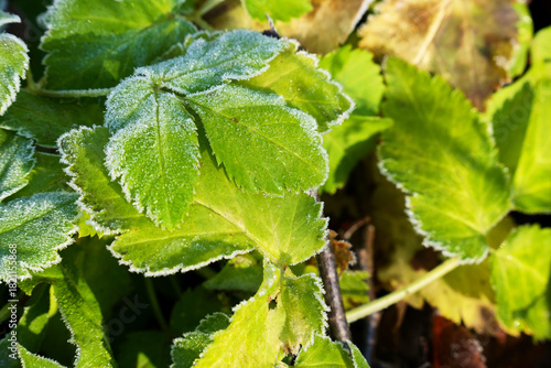 Eiskristalle auf bunten Laub im Wald und auf der Wiese