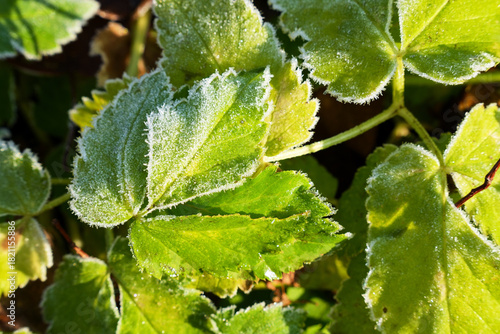 Eiskristalle auf bunten Laub im Wald und auf der Wiese