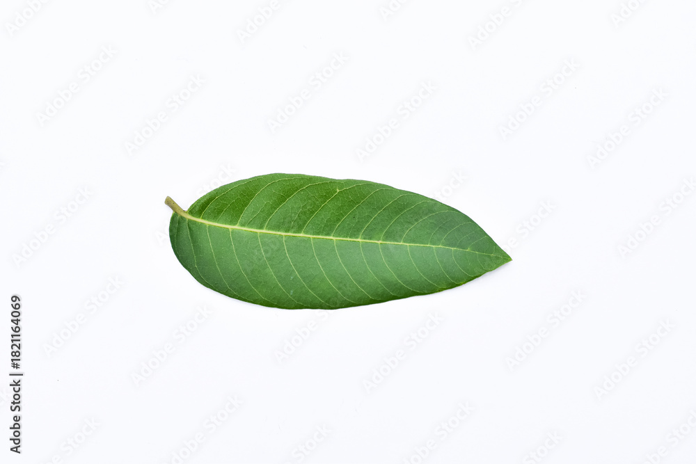 Obraz premium Longan leaves, Green leaves on white background