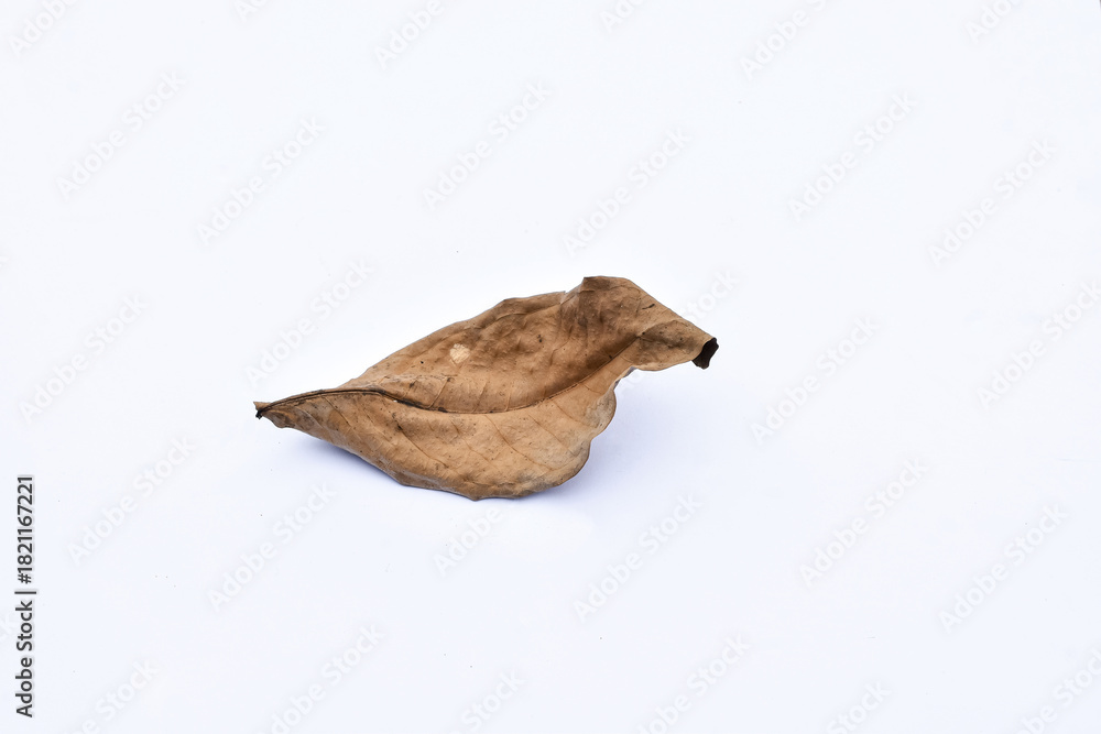 Obraz premium Dry leaves or dead leaves isolated on white background, clipping path material