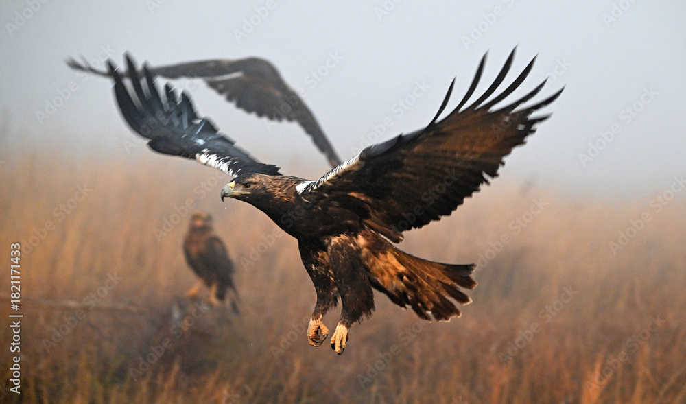 Fototapeta premium a serious imperial eagle in spain (aquila adalberti)