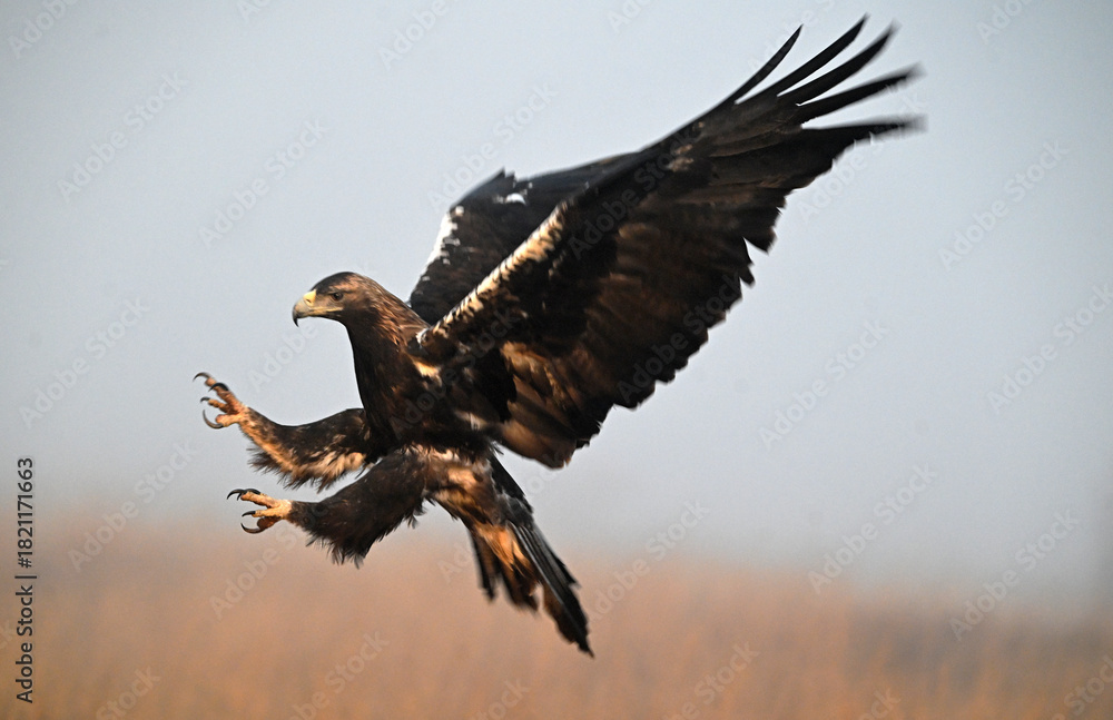 Obraz premium imperial eagle on the mountain