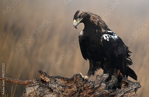 a majestic imperial eagle in spain