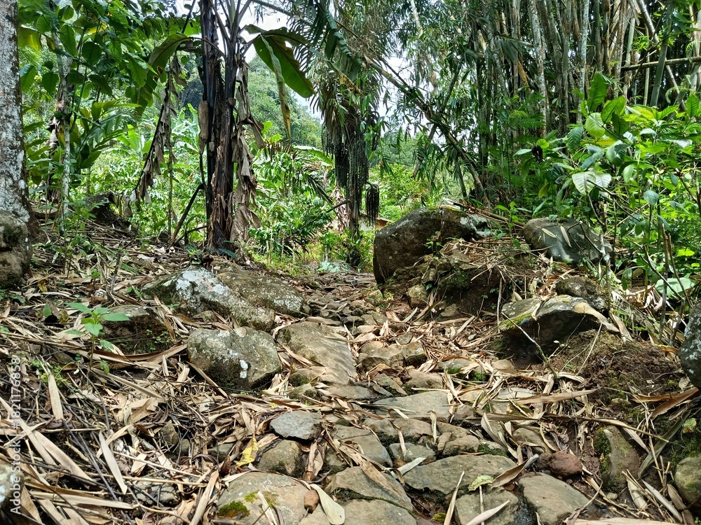 Obraz premium trail in the tropical forest
