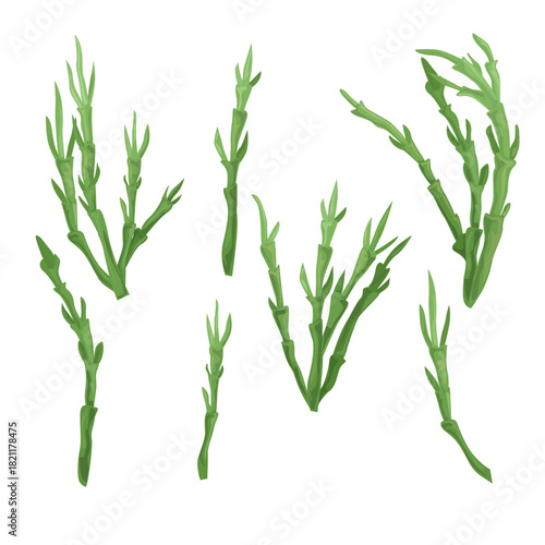 Sea Asparagus