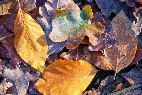 Eiskristalle auf bunten Laub im Wald und auf der Wies