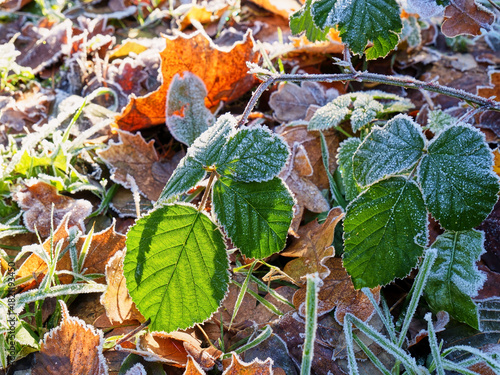 Eiskristalle auf bunten Laub im Wald und auf der Wiese