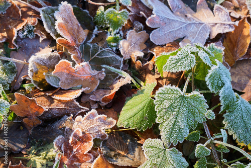 Eiskristalle auf bunten Laub im Wald und auf der Wiese
