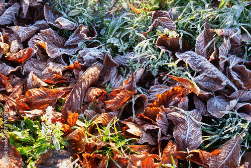 Eiskristalle auf bunten Laub im Wald und auf der Wiese
