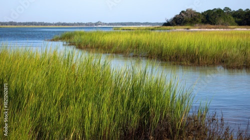 Vibrant Cordgrass Thriving in the Coastal Marshlands of South Carolina's Estuary Ecosystem