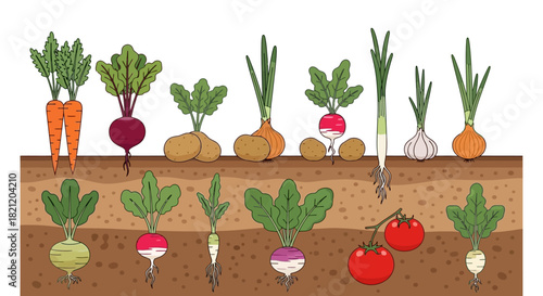 Cross-section of a vegetable garden bed showing various root vegetables like carrots, beets, and onions growing in the soil