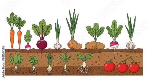 Colorful vector illustration depicting the life cycle of common garden vegetables, from underground roots to the ripe produce ready for harvest, emphasizing fresh, healthy eating