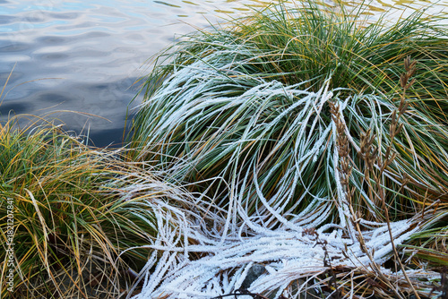 Eiskristalle auf bunten Laub im Wald und auf der Wiese