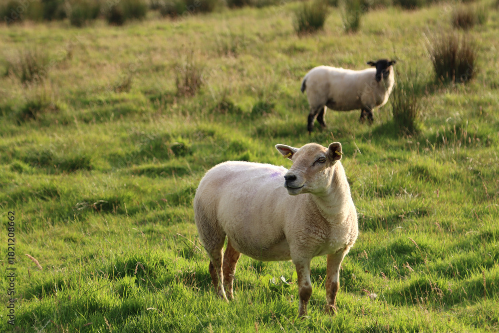 Obraz premium pair of domestic sheep in a grassy field