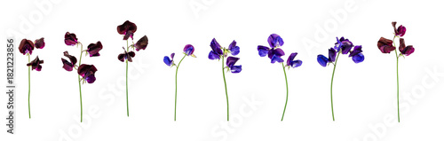 Isolated individual sweet pea flowers and stems. 4 purple and 4 blue. PNG.