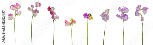 Isolated individual sweet pea flowers and stems - 8 pink and white shades. PNG.