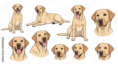 Collection of various poses and expressions of a friendly golden Labrador Retriever dog, showcasing its playful and loyal nature