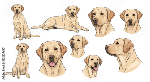A comprehensive set of detailed yellow Labrador Retriever illustrations, showcasing various full-body poses and expressive headshot portraits