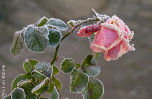 A pink rose covered with frost