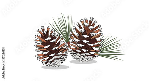 Two pine cones and green pine needles with snow tips make a natural, rustic, wintery holiday or Christmas season design element.