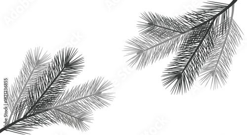 Monochrome illustration featuring two evergreen branches on a clean white background, creating a nature-inspired design element.