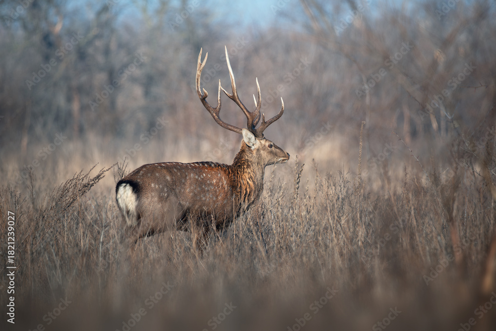 Obraz premium Majestic stag or deer standing in winter grassland