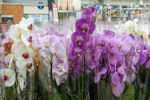 Orchids in garden shop. Various orchids sold in store.