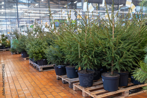 Christmas trees in a pots for sale on a market for growing.