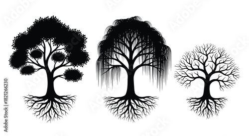 Set of three stylized tree silhouettes with detailed roots: lush foliage, weeping willow, and bare winter branches, isolated vector illustration. isolated on white background, Vector, illustration