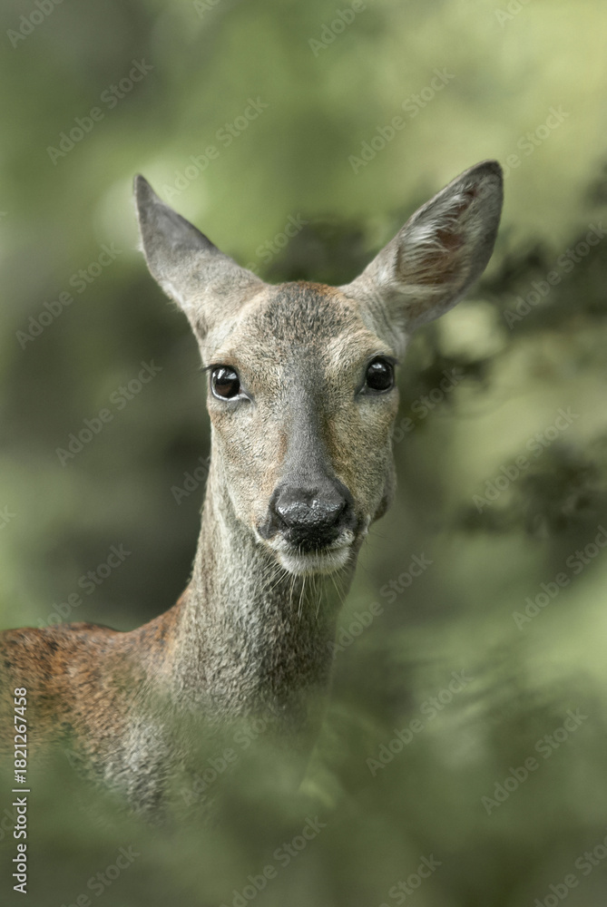 Obraz premium female roe deer