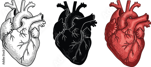 Set of anatomical heart illustrations detailed vector drawings in black white and red for medical and educational purposes