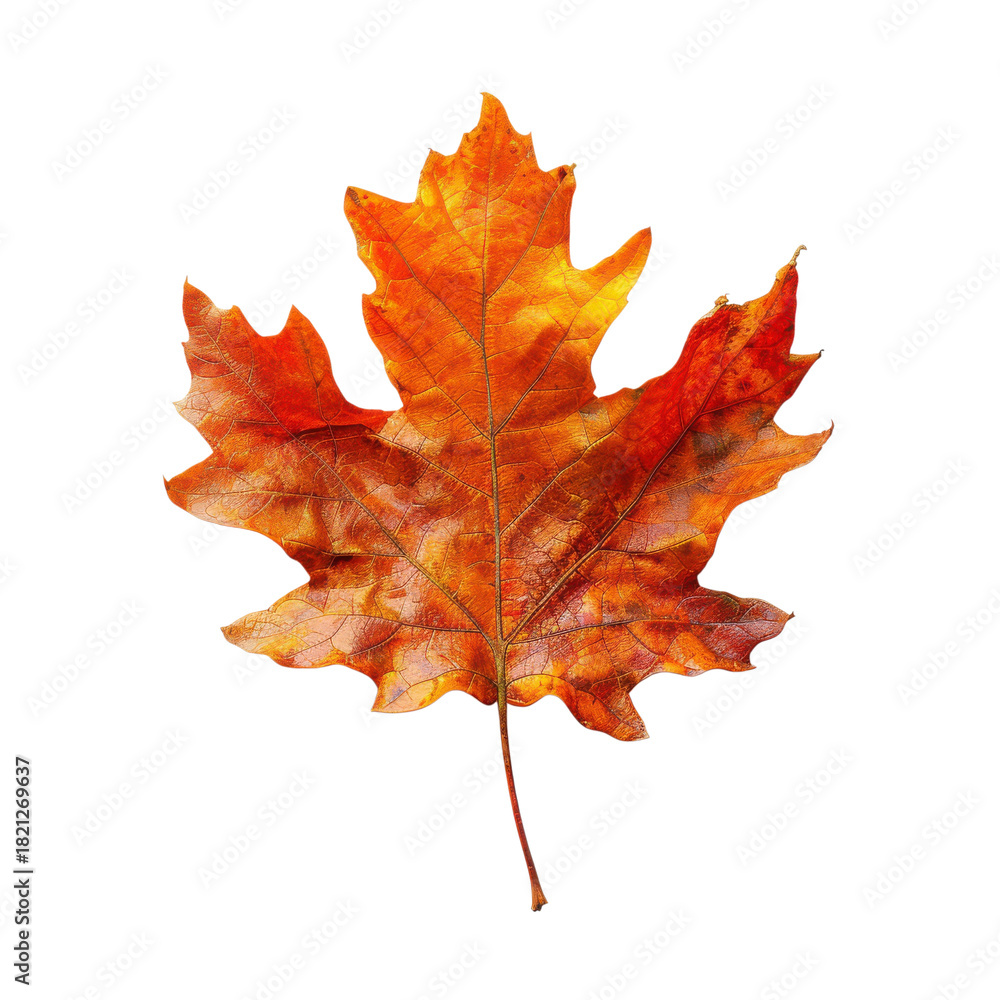 Obraz premium Autumn maple leaf, orange red fall foliage, realistic dried leaf texture for seasonal design and nature branding isolated PNG with Transparent Background