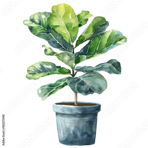 Lush Fiddle Leaf Fig Plant Sits Gracefully in a Pot